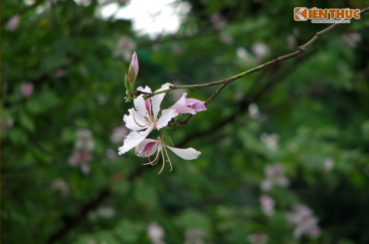 Ngam hoa ban mang mua xuan Tay Bac ve giua long Ha Noi-Hinh-9